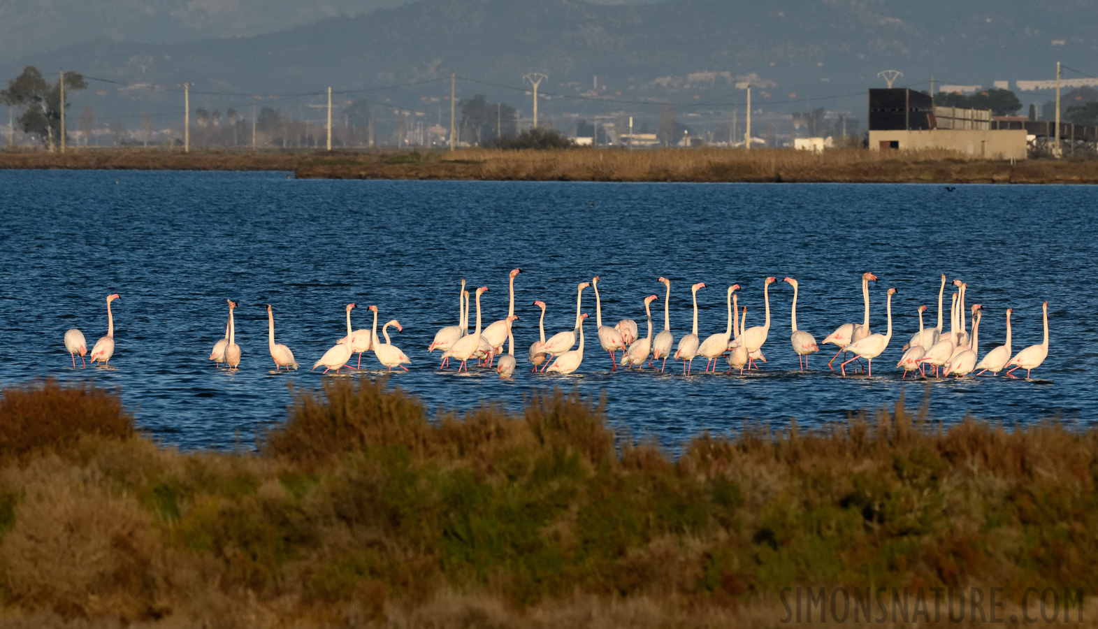 Phoenicopterus roseus [400 mm, 1/3200 Sek. bei f / 11, ISO 1600]